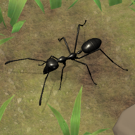 蚂蚁帝国模拟器官方版